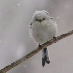 Meet your Posher, Tianyang